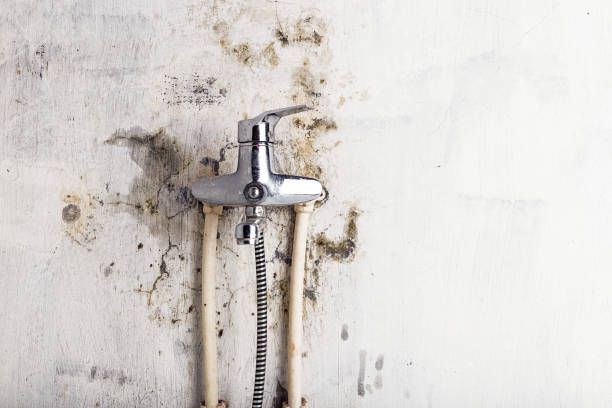 Best Post-Flood Mold Remediation in Vaiden, MS