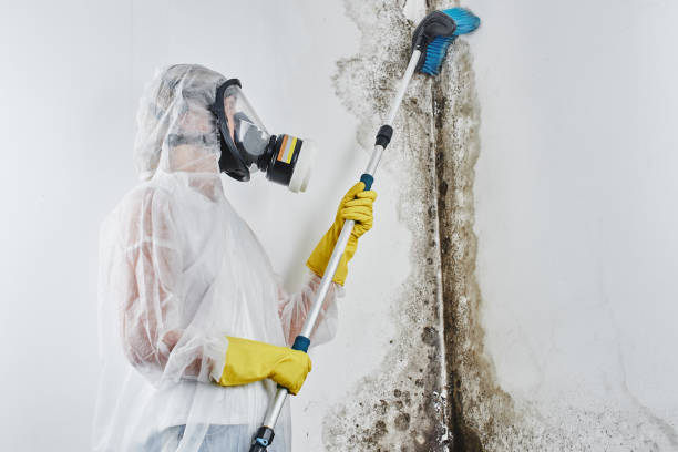 Best Emergency Mold Remediation in Vaiden, MS