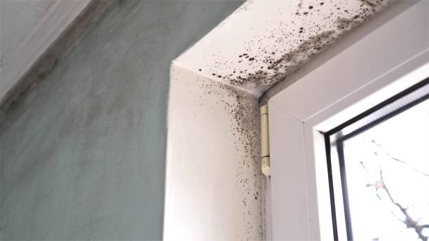 Best Preventive Mold Services in Vaiden, MS