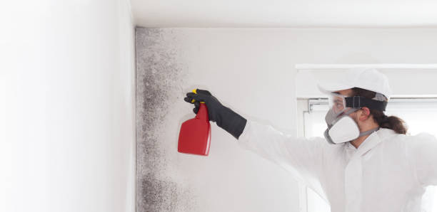 Best Industrial Mold Remediation in Vaiden, MS
