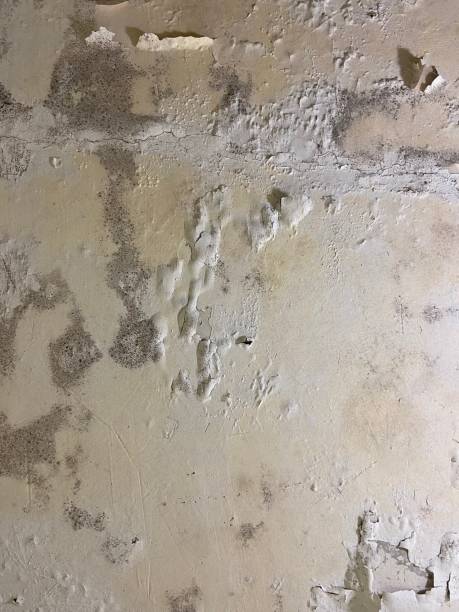Reliable Vaiden, MS Mold Remediation Solutions