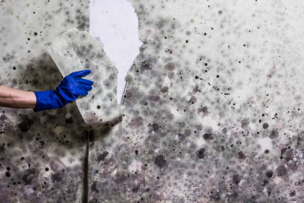 Best Crawl Space Mold Remediation in Vaiden, MS