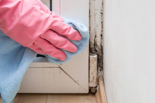 Best Mold Testing and Inspection Services in Vaiden, MS