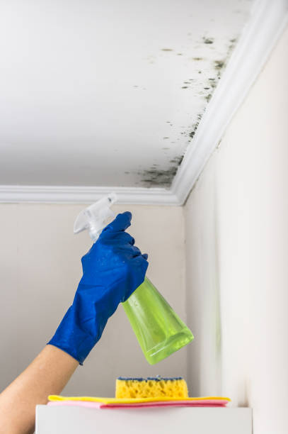 Best Health and Safety Mold Remediation in Vaiden, MS